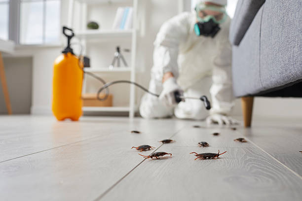 Commercial Rodent Management in Streamwood